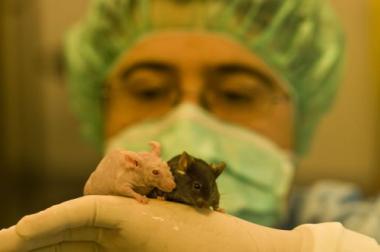 Models animals desenvolupats per investigadors de l'IDIBELL i l'ICO validen l'eficàcia d'un nou fàrmac contra el càncer d'ovari 