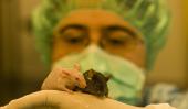 Nous models animals reprodueixen amb fidelitat el tumor de cada pacient 