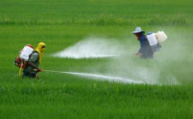 L’exposició prolongada a determinats pesticides i detergents augmenta el risc de limfoma
